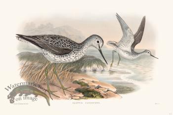 Gould Shore Bird 011